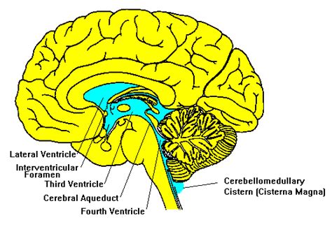 Neuroscience for Kids - Ventricles