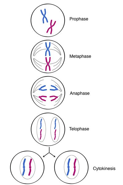 Ríe cuando estes triste,llorar es demasiado fácil.: Mitosis ;)