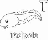 Tadpole Coloring Pages sketch template
