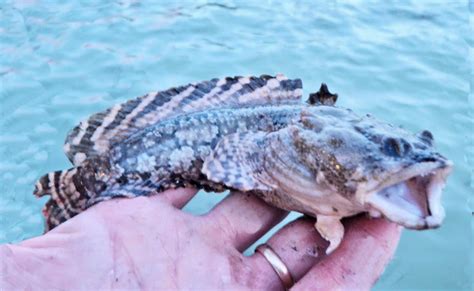 Gulf Toadfish | Mexican Fish.com