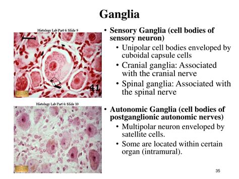 PPT - HISTOLOGY OF NERVOUS SYSTEM PowerPoint Presentation, free ...