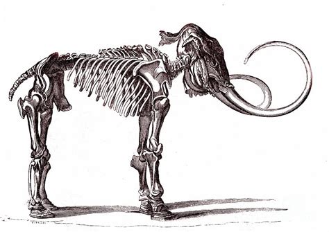 Woolly Mammoth Skeleton Photograph by Collection Abecasis/science Photo Library