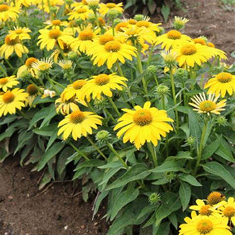 Echinacea SOMBRERO Lemon Yellow - Buy Coneflower Perennials Online