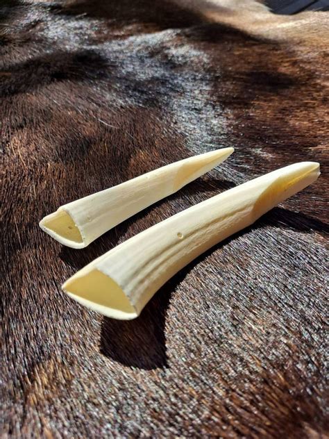 Large Wild Boar Tusks set of 2 drilled exactly as seen in the | Etsy