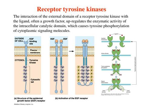 PPT - Enzyme linked plasma membrane surface receptors Tyr kinases ...