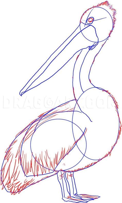 How To Draw A Pelican, Step by Step, Drawing Guide, by Dawn | dragoart ...