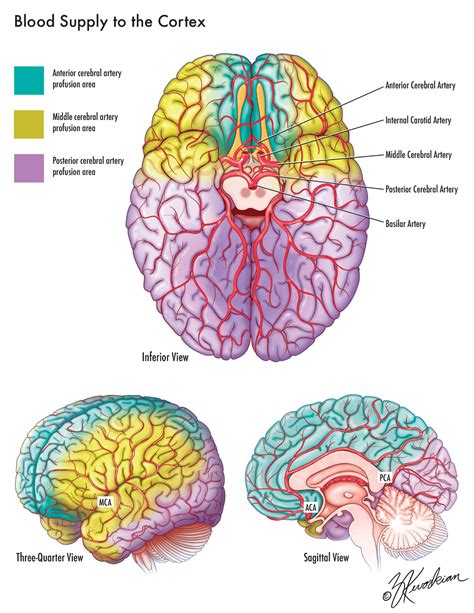 Blood Supply of the Cortex — Kevorkian Medical Illustration