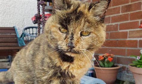 This is Sasha, the oldest cat alive at 33 years. : r/Eyebleach