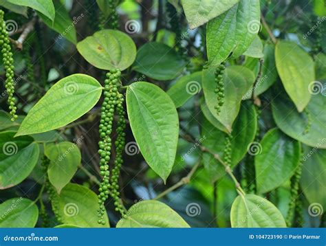 Black Pepper Vine - Piper Nigrum - Green Drupes with Leaves in Kerala, India Stock Photo - Image ...