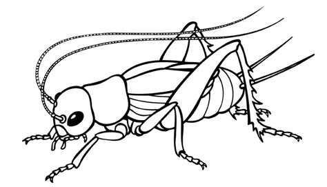 cricket | Insects, Art, Butterfly coloring page