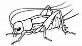 cricket  Insects Art Butterfly coloring Page sketch template