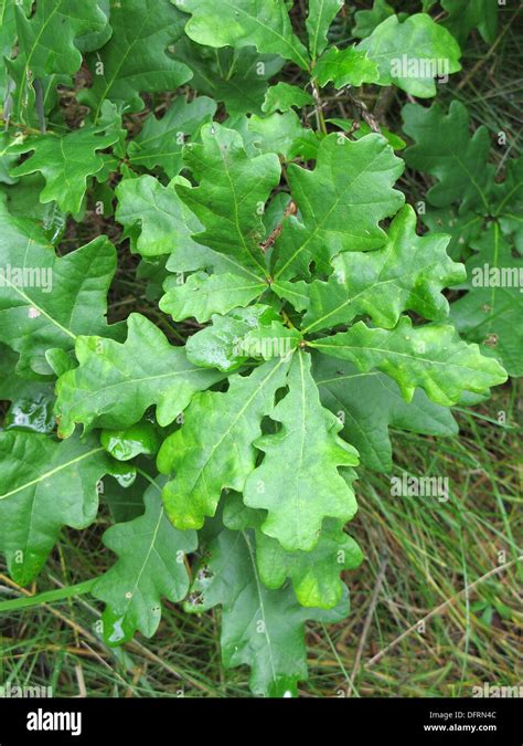 Sessile Oak Leaves ( Quercus petraea ) in Summer, UK Stock Photo - Alamy