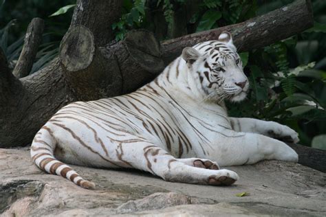 World's first white tiger sanctuary launched in Madhya Pradesh