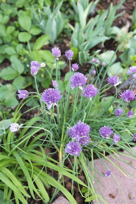 Everything You Need to Know About Growing Chives | Kitchn