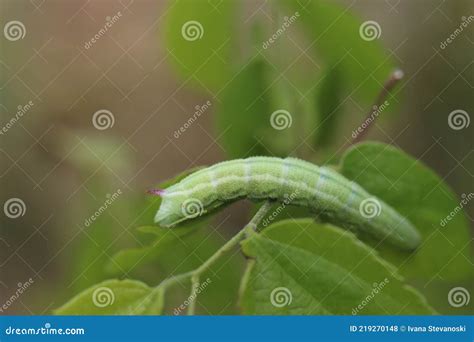 Green Caterpillar of the Narrow-bordered Bee Hawk-moth Stock Photo ...