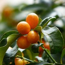 Kumquat | Nagami – Buy Now from Fruit Tree Cottage