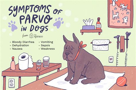 Canine Parvovirus Poop