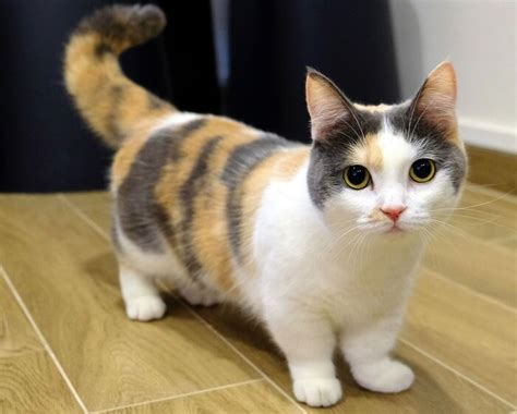 Munchkin Cat Breed: Size, Appearance & Personality