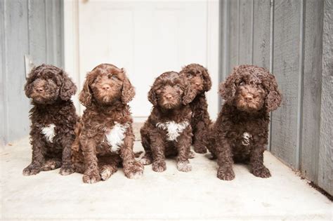 barbet | Barbet Puppy photos in America at 8 weeks old | American Barbet Blog | Puppy photos ...