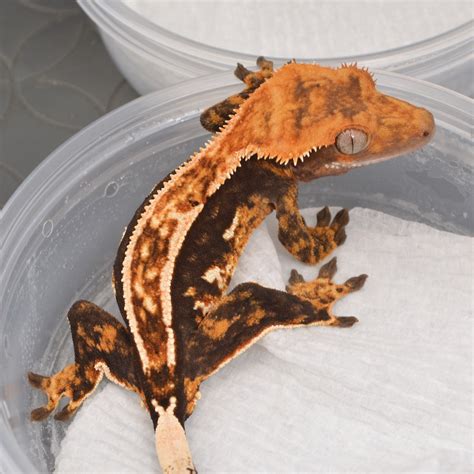 High-End Crested Gecko