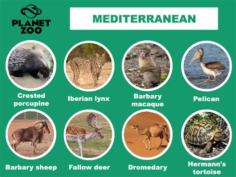 Ideas for a Mediterranean DLC - both standard and animal packs | Frontier Forums