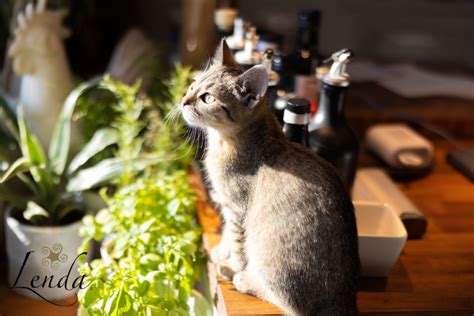 😄The cutest cat reaction while being a cutting an onion🔪🧅 - Lenda Pet Food