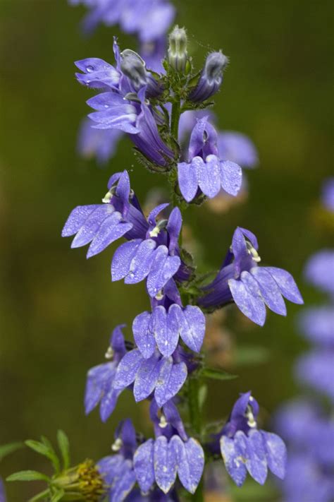 Buy Great Blue Lobelia for Sale Online | Direct Native Plants