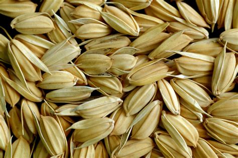 healthy and pure rice seeds | rice seed variety. Part of the… | Flickr