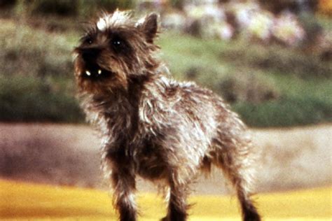 Toto the Dog in the Wizard of Oz