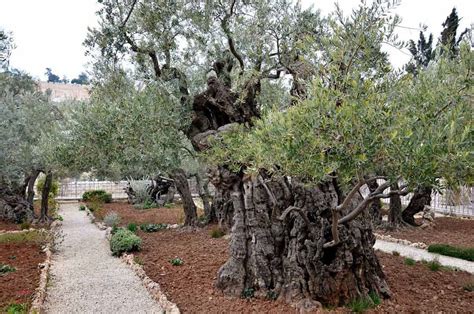 Garden of Gethsemane | PGG