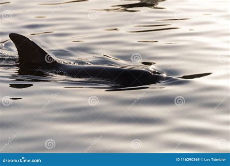 At Dolphin Reef in Eilat stock image. Image of winter - 116290369