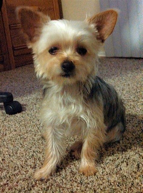 Lookin sharp with his new haircut #chorkie | Yorkie chihuahua mix, Yorkie dogs, Cute dogs