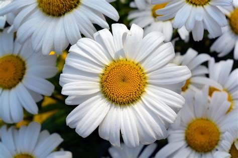 Free Images : nature, flower, petal, bloom, botany, yellow, flora, close up, macro photography ...