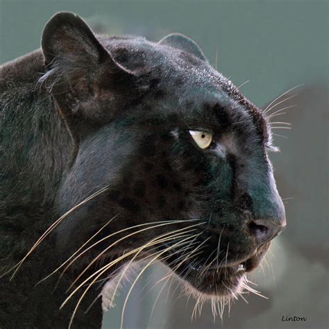 Black Leopard Photograph by Larry Linton