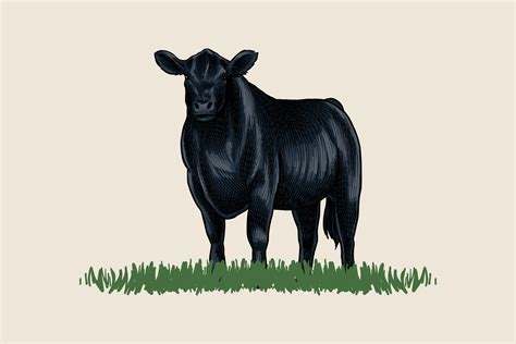 Black Angus Cattle Faces