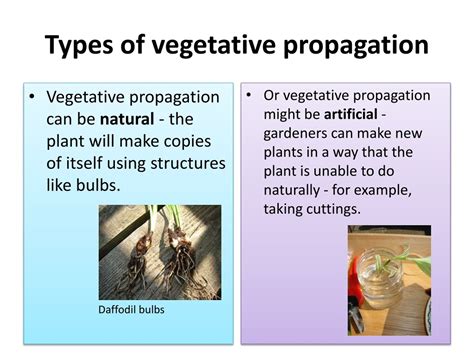 Vegetative Propagation