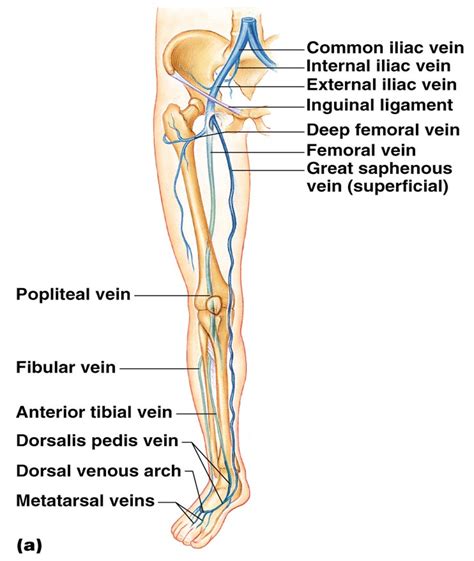 Arteries and veins, Arteries anatomy, Arteries