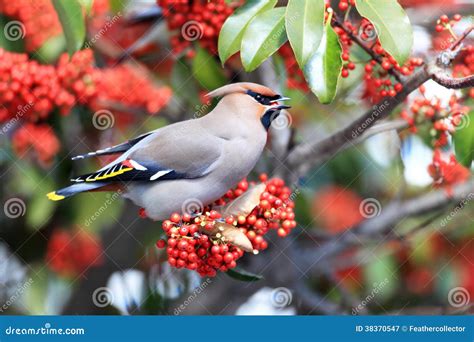 Bohemian Waxwing stock image. Image of japan, animal - 38370547