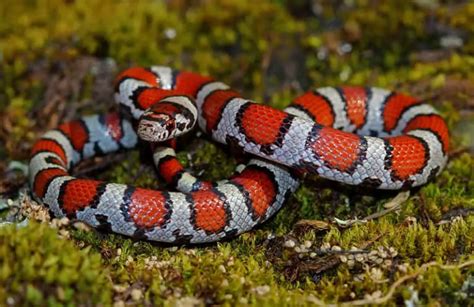 Lampropeltis Triangulum - Milk Snake - USA Snakes