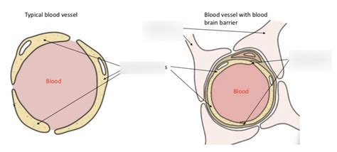 Blood brain barrier Diagram | Quizlet