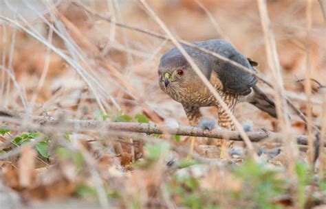 Hawks In Missouri: Can You Spot All Of The 9 Species Here?