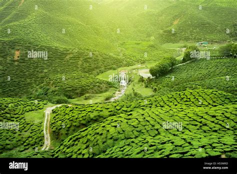 Assam tea garden hi-res stock photography and images - Alamy