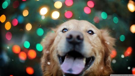 Christmas Dogs Wallpapers (51+ images)