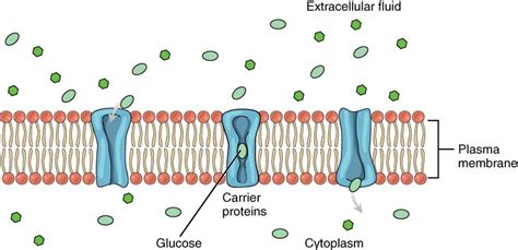 Body Fluids and Fluid Compartments | Anatomy and Physiology II