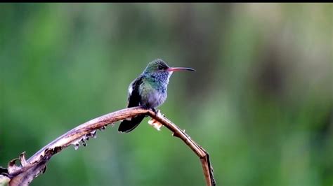 Nature Sounds - Birds Singing Without Music, 5 Mint Bird Sounds ...