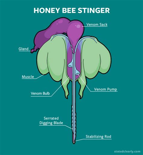 Bee Sting Anatomy