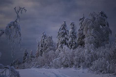 Giant Trees in the Winter Forest Stock Image - Image of blizzard, morning: 209514767