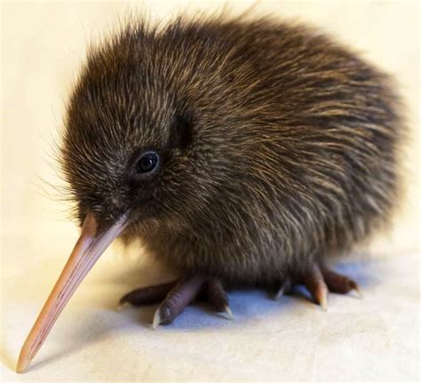 Baby Kiwi Bird #aww #cute #animals #cats #dogs | Милые детеныши животных, Домашние птицы, Эскизы ...