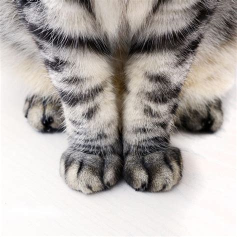 roundup: simplicity (With images) | Cute animals, Kittens, Cat paws