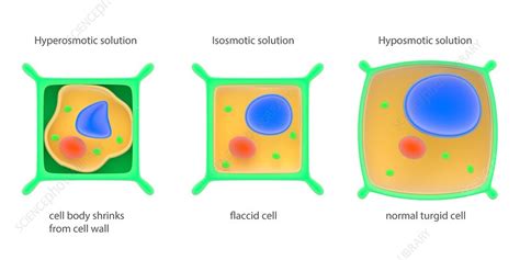 Osmosis Animal Cell